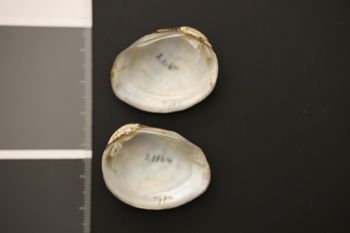 Media type: image;   Malacology 21164 Description: Preserved specimen.;